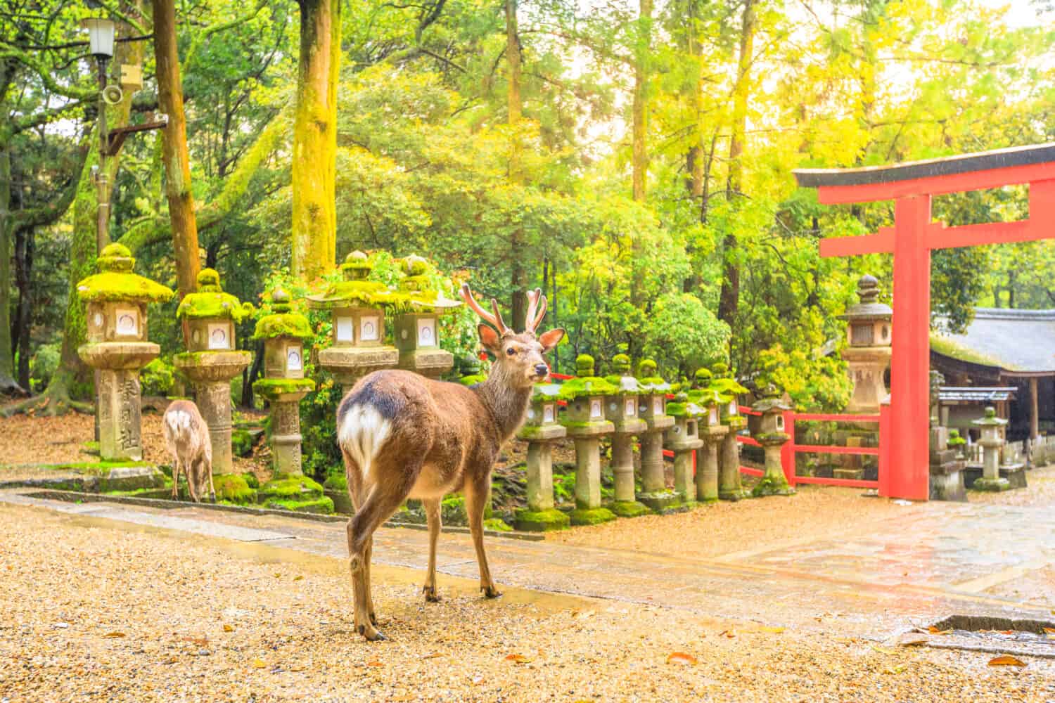 Cervi selvatici nel parco di Nara in Giappone. I cervi sono il simbolo della più grande attrazione turistica di Nara. Sullo sfondo, il cancello rosso Torii del Kasuga Taisha Shine, uno dei templi più popolari della città di Nara.