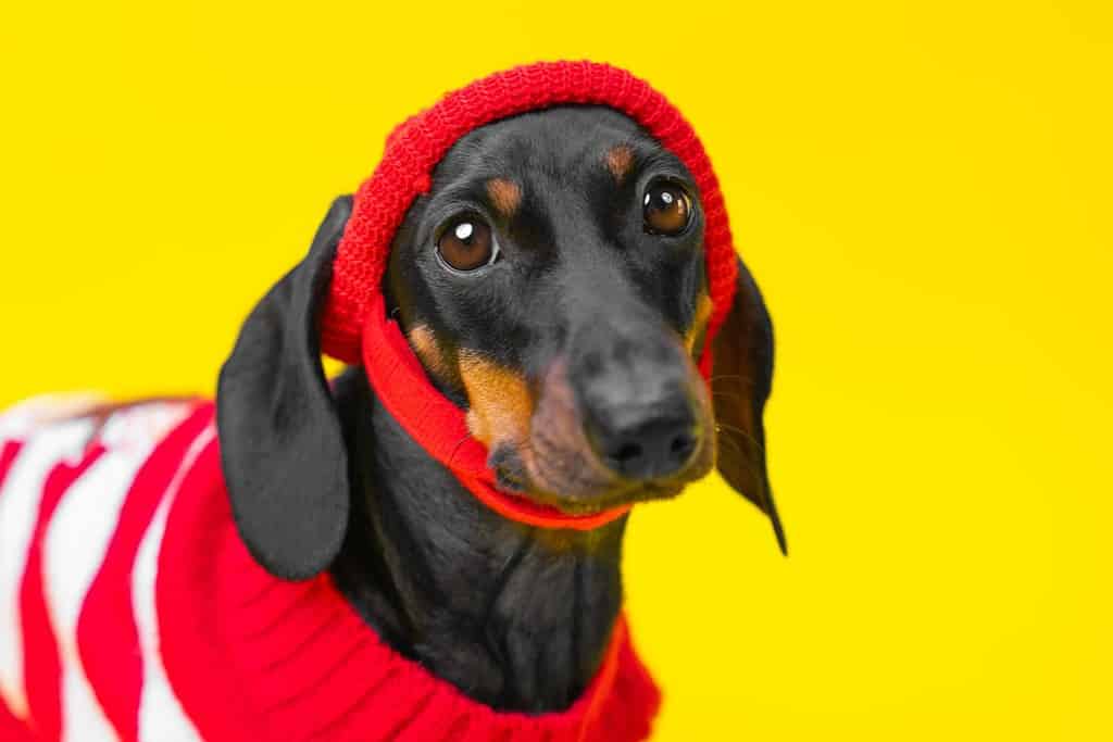 Ritratto di un cucciolo di bassotto triste e infelice con un maglione rosso, un cappello caldo, malinconia autunnale, freddo, debolezza. Ondata di freddo autunnale, collezione di moda per bambini. L'animale domestico vestito con abiti lavorati a maglia aspetta la passeggiata