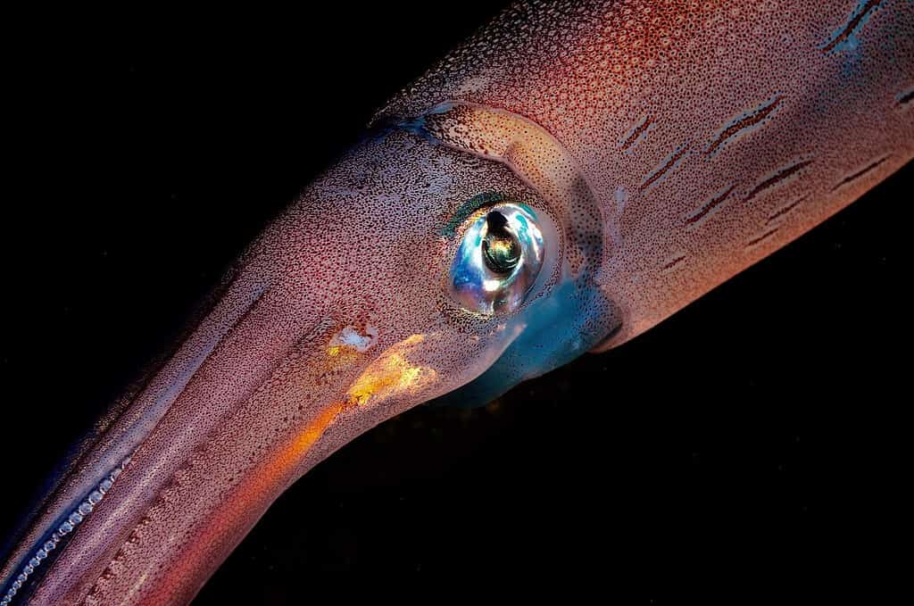 foto macro di calamaro sott'acqua