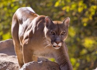 Le migliori razze di cani per proteggersi dai puma