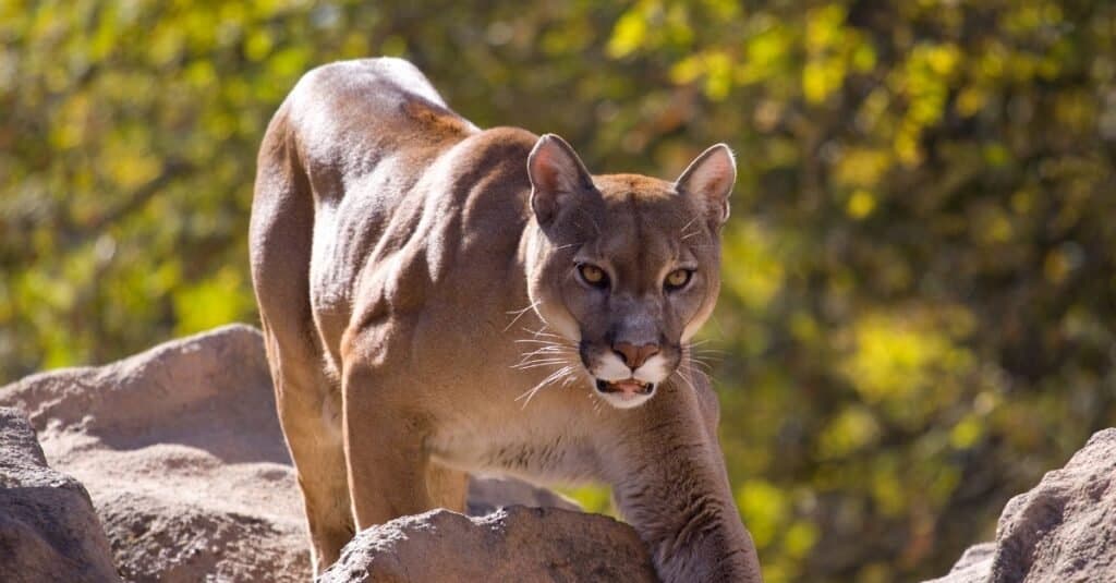 Le migliori razze di cani per proteggersi dai puma