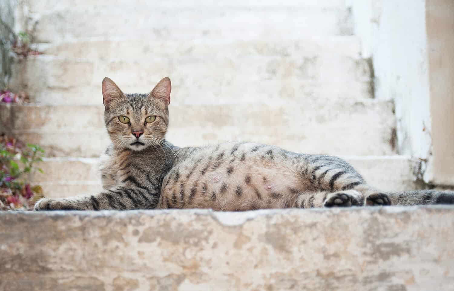 bella gatta incinta su uno sfondo sfocato con scale