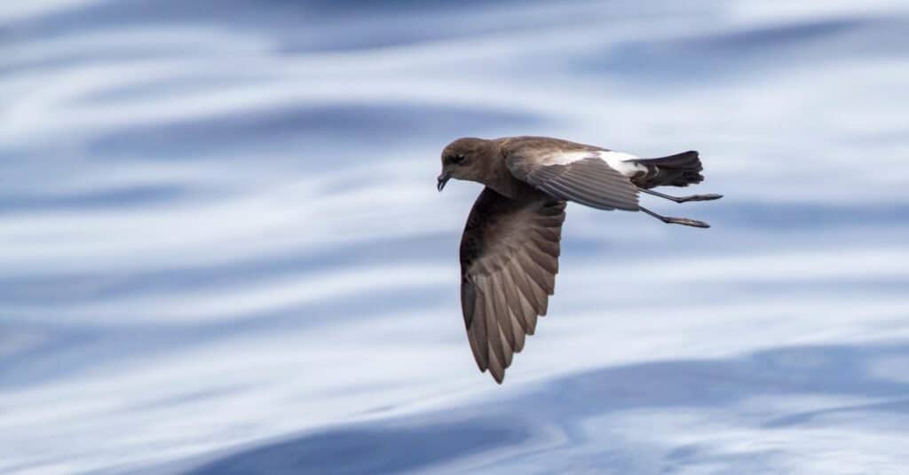 Uccelli più piccoli: l'uccello delle tempeste di Wilson