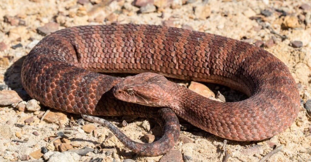 vipera della morte comune rannicchiata sulle rocce