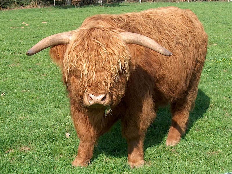 Bovini delle Highlands con pelo ispido e corna