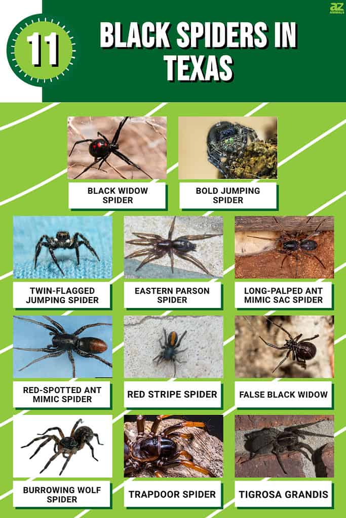 Infografica per gli 11 ragni neri in Texas