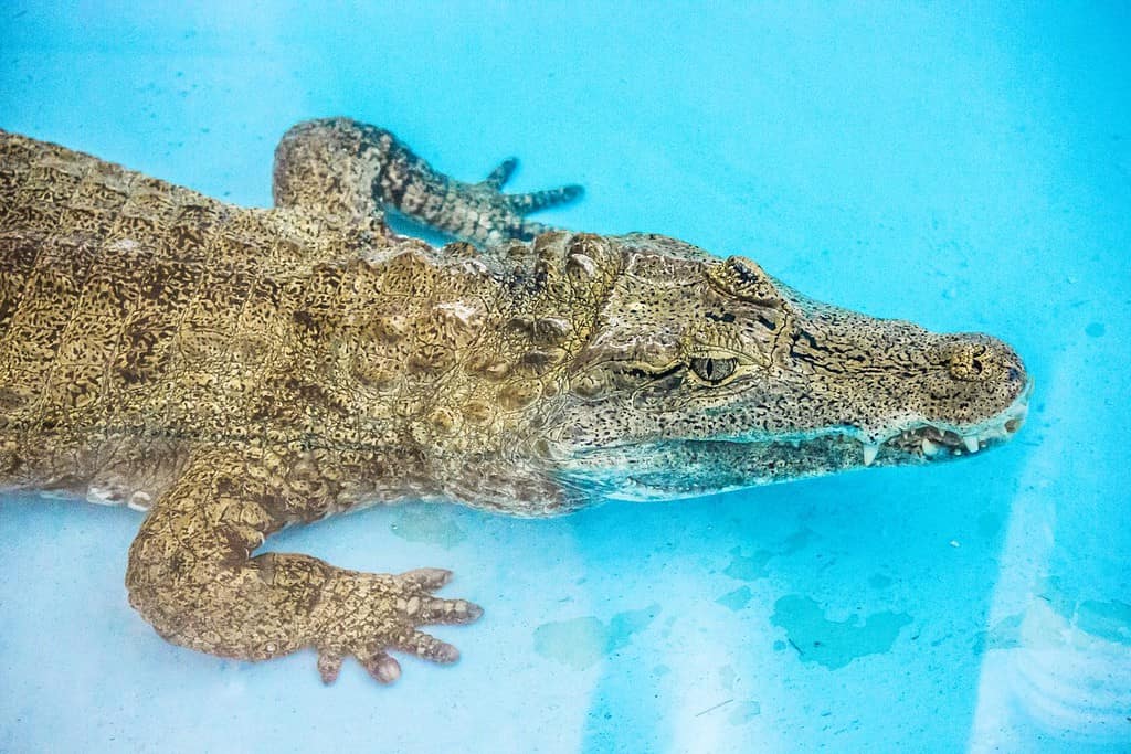 alligatore in piscina florida, usa