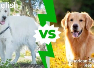 Golden Retriever inglese contro americano