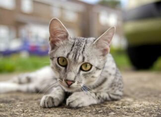 Gatto Mau egiziano sdraiato a terra