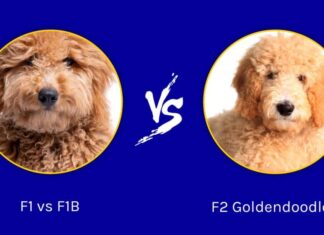 F1 contro F1B contro F2 Goldendoodles