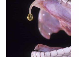 I serpenti a sonagli possono ucciderti con il loro veleno?