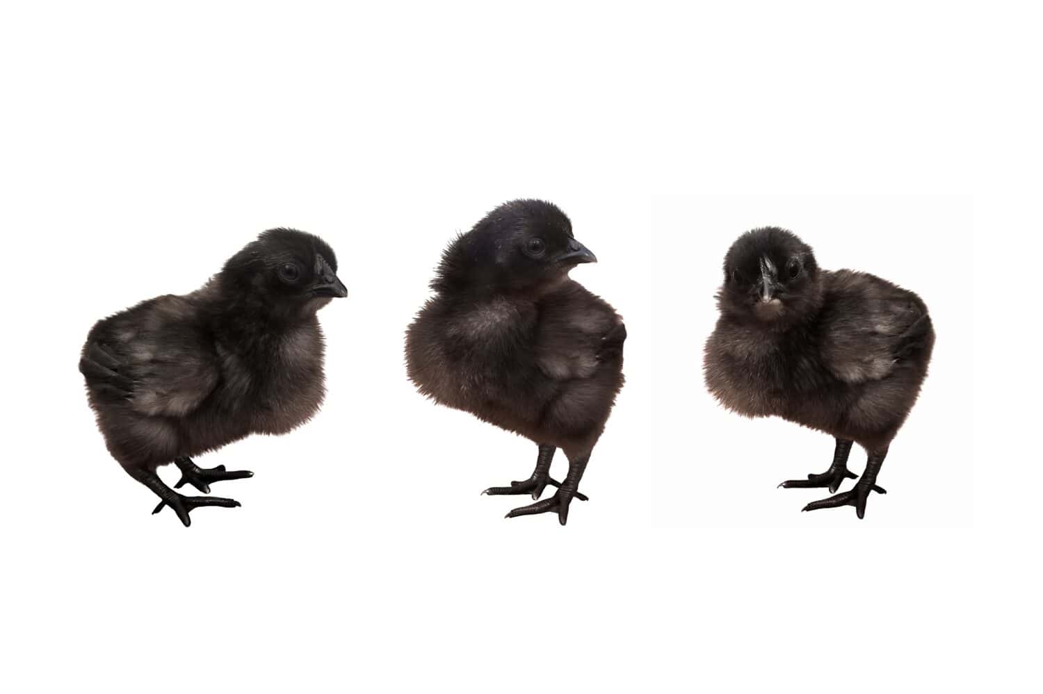 Tre pulcini neri in posa davanti a uno sfondo bianco. Pollame giovane. Polli di razza cinese con piume e pelle nere.
