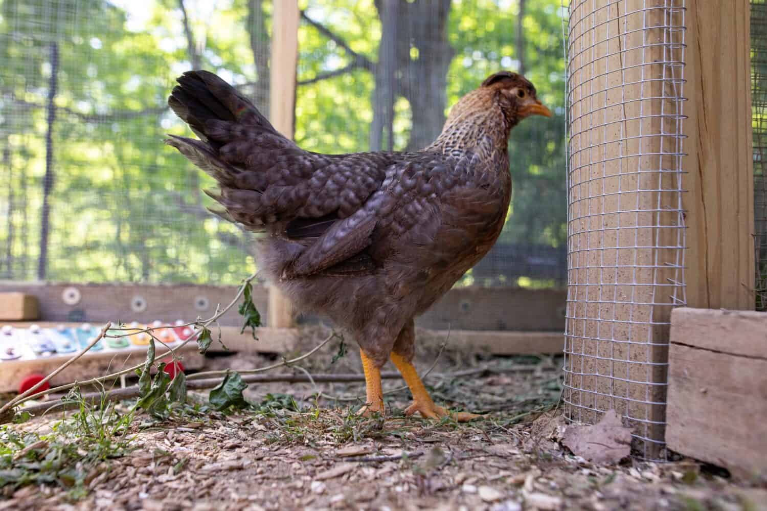 Pollo da cortile color crema Legbar Bird