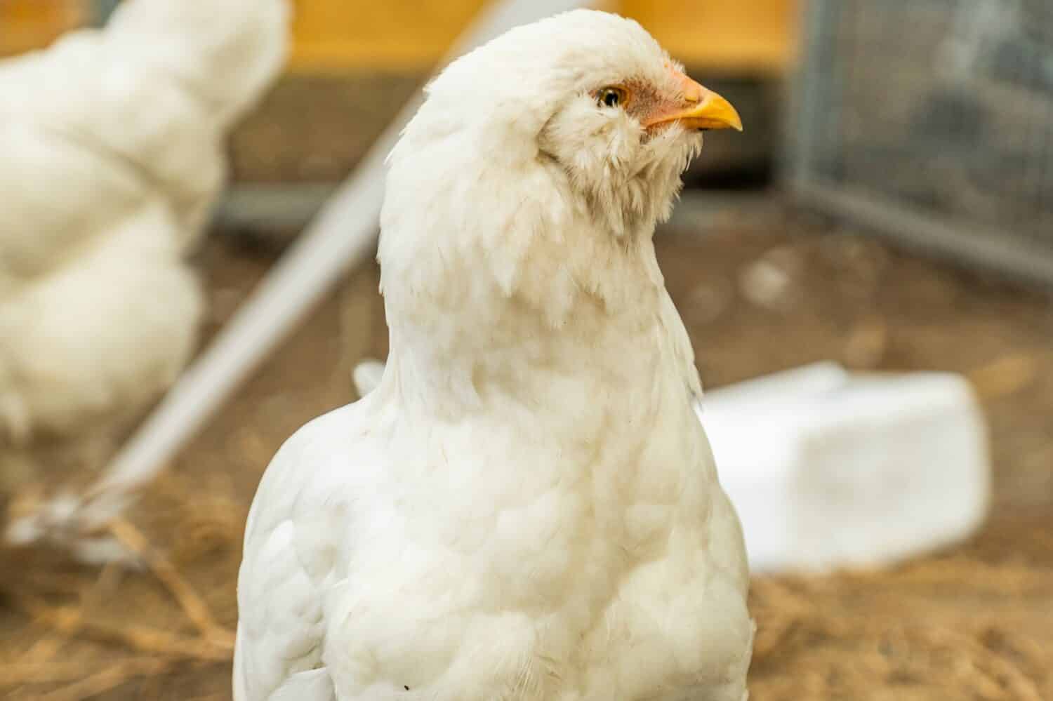 Ritratto di un pollo Schijndelaar.