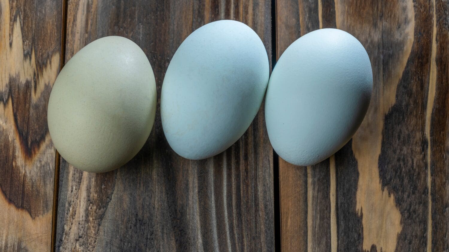 Uova di araucana su sfondo di legno. Tre uova azzurre di gallina araucana. Concetti del festival di Pasqua. Uovo di Pasqua. Uova di gallina araucana blu, colori molto belli. Spazio per il testo.