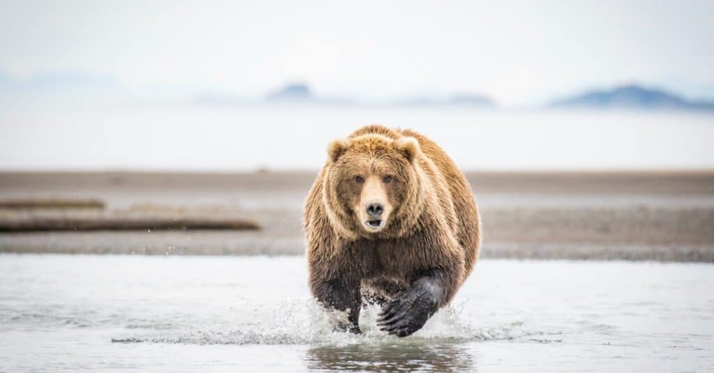 Kodiak contro grizzly