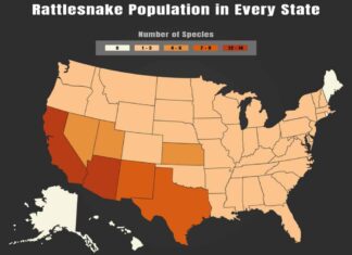 Popolazione di serpenti a sonagli per stato
