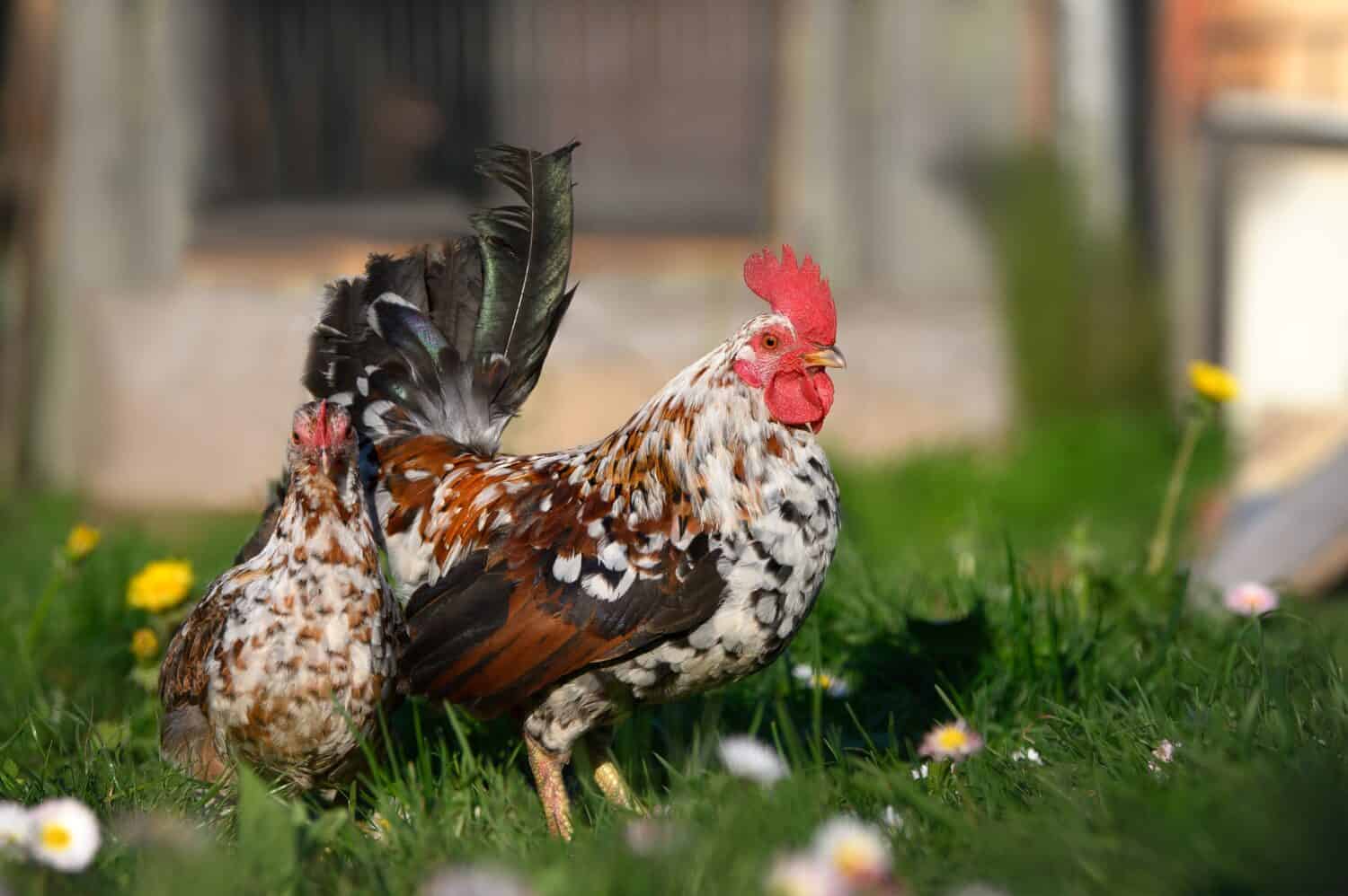 polli nani in posa all'aperto sull'erba sotto il caldo sole primaverile