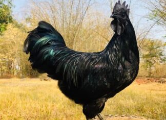Gli uccelli più costosi: il pollo Ayam Cemani