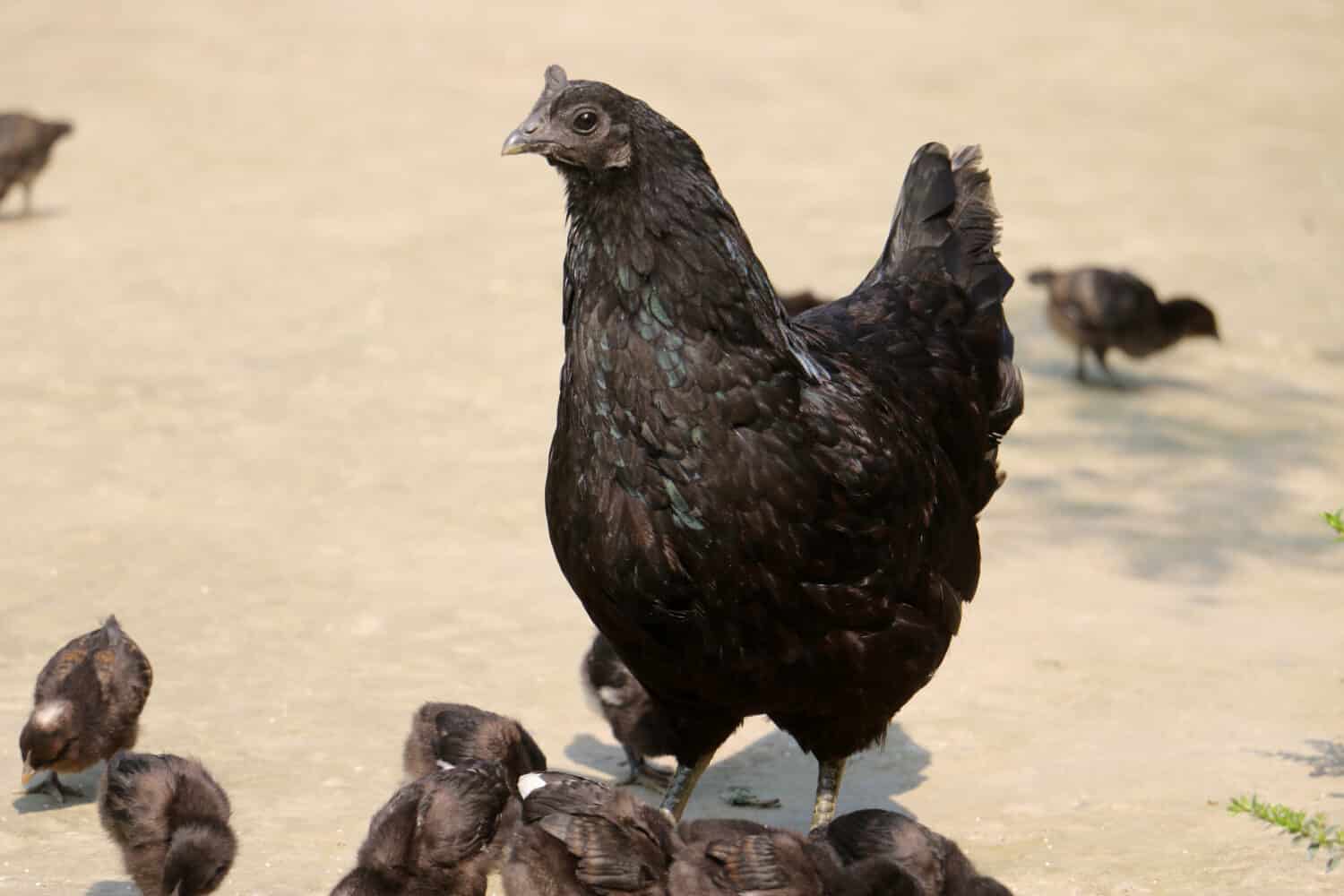 La razza di pollo Kadaknath, chiamata anche Kali Masi, è una razza indiana di pollo. Sono completamente di colore nero, compresa la loro carne e gli organi interni e si dice che siano molto nutrienti; razze di pollo nere