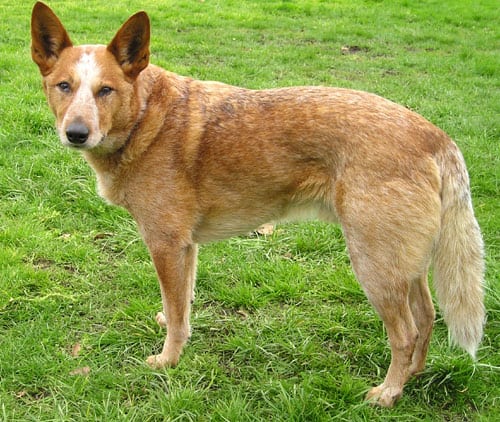 Australian Cattle Dog — maschio rosso
