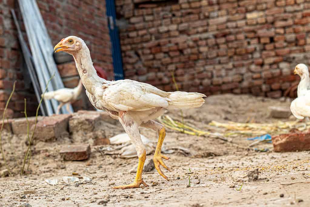 pulcini di pollo Asil bianchi in India