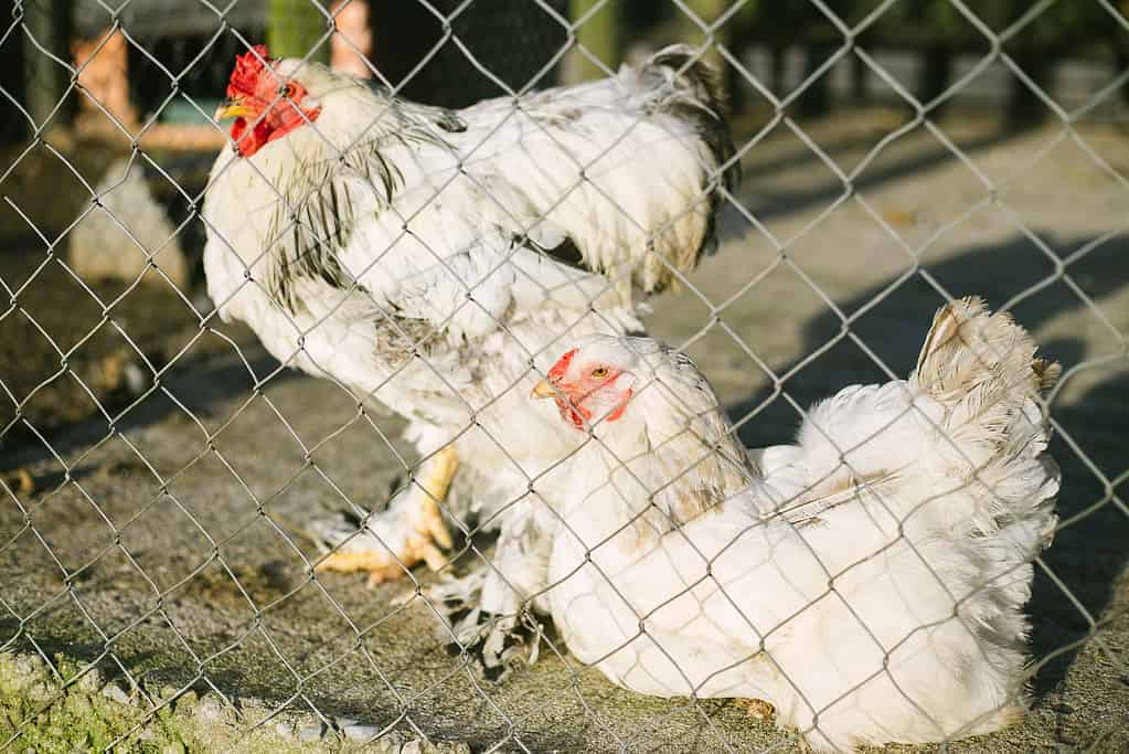 Pollo Cochin, una gallina e un gallo