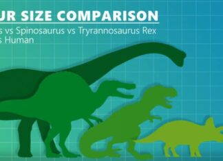 Incontra lo Spinosauro, uno dei più grandi dinosauri carnivori della storia (più grande di un T-Rex!)
