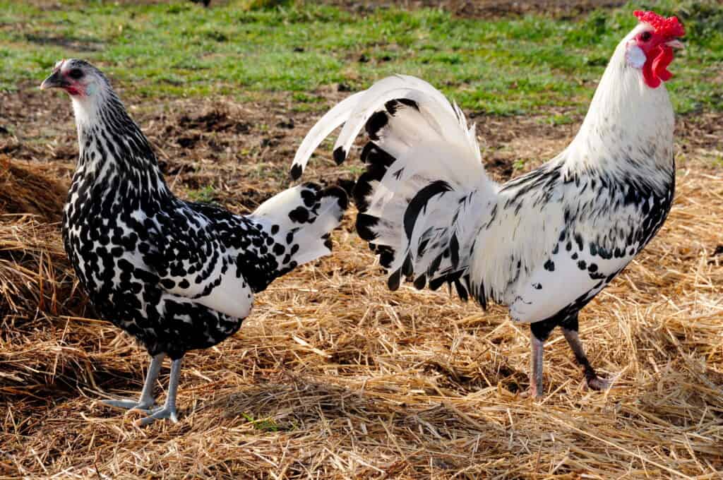Una gallina di Amburgo (a sinistra) e un gallo (a destra) in un cortile