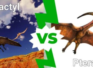 pterodattilo contro pteranodonte