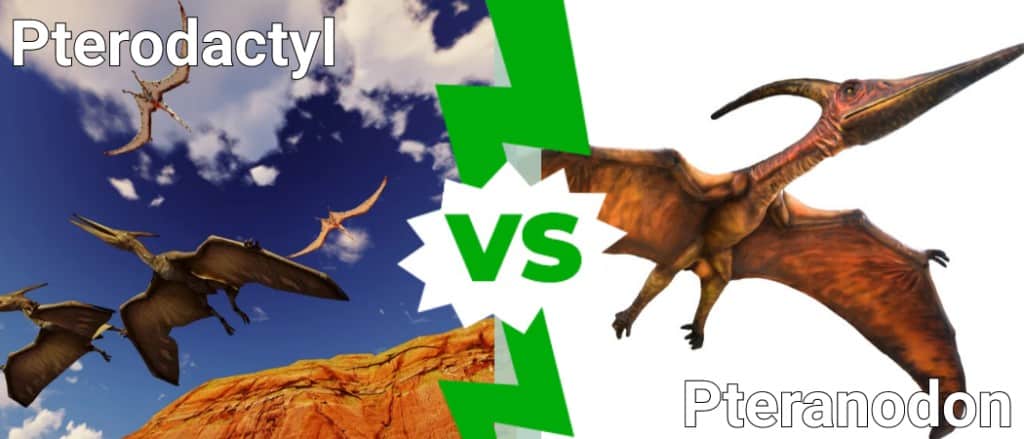 pterodattilo contro pteranodonte
