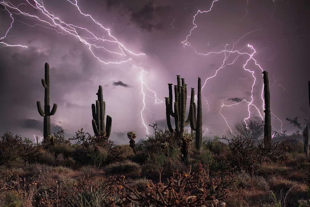 Silhouette di Saguaro in un temporale a Phoenix, Arizona, con un cielo viola