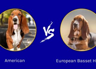Basset Hound americano vs europeo