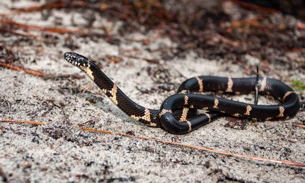 serpenti comuni in Georgia