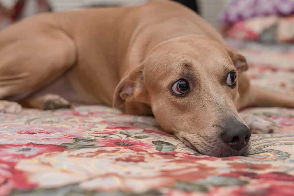 Una cagnolina diffidente fissa una persona sgradita mentre è sdraiata sul letto.