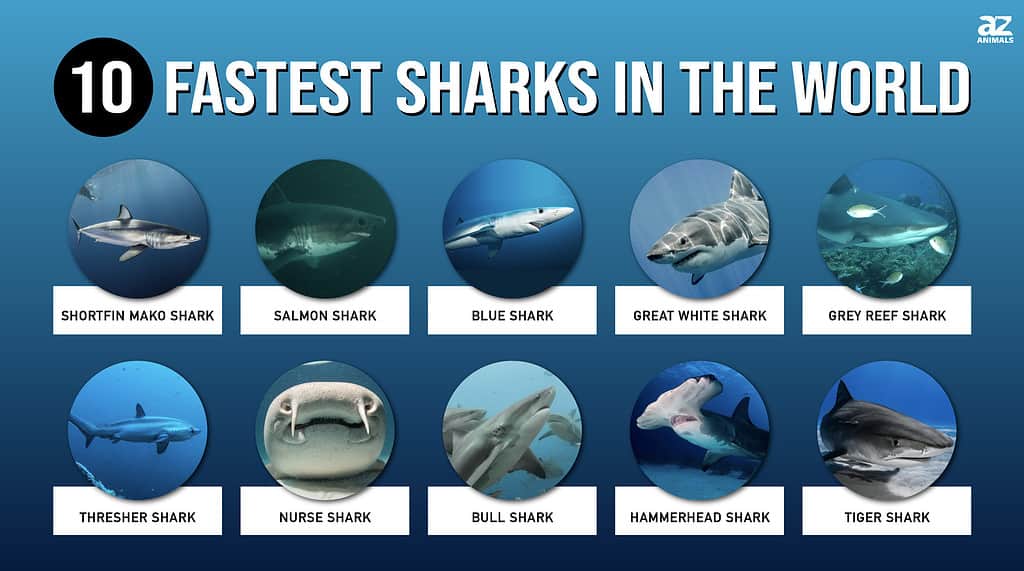 Infografica degli squali più veloci