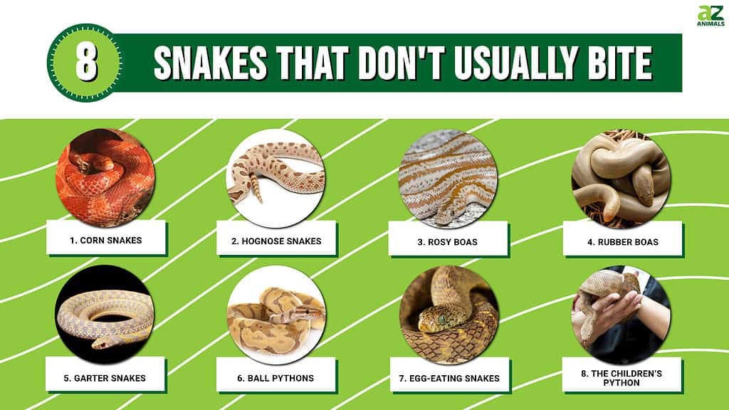 Serpenti che di solito non mordono: infografica