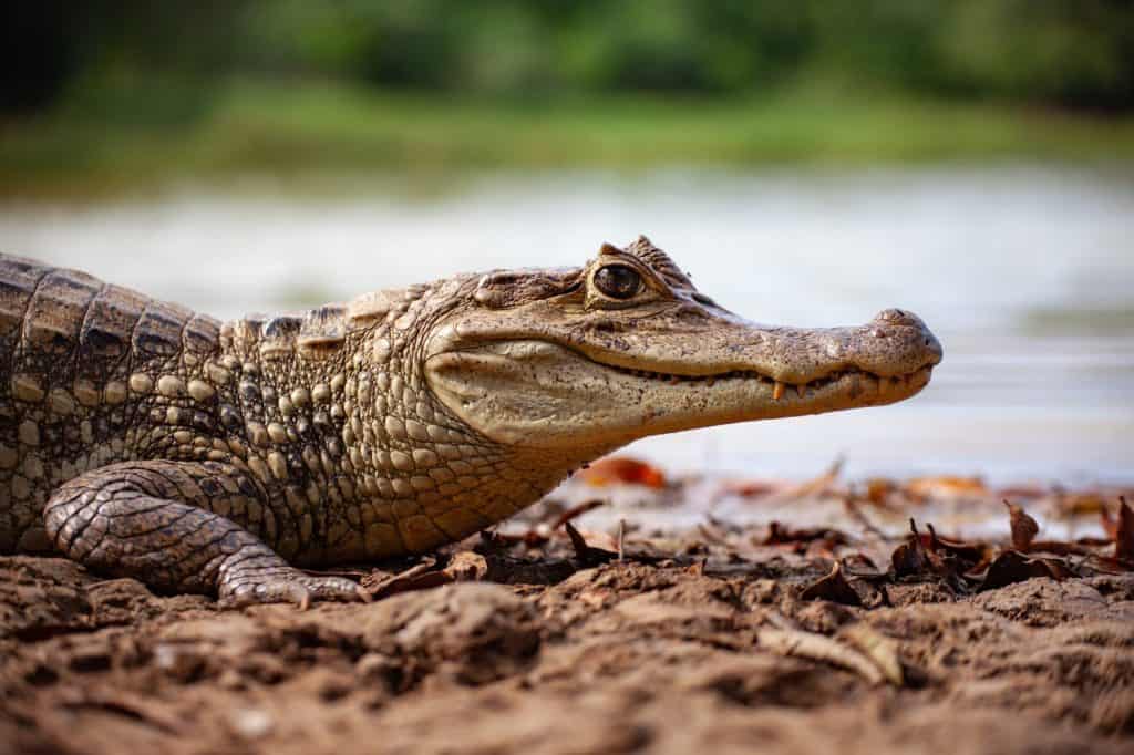 Un coccodrillo caimano dagli occhiali riposa sulla riva di una laguna sull'isola colombiana di San Andres