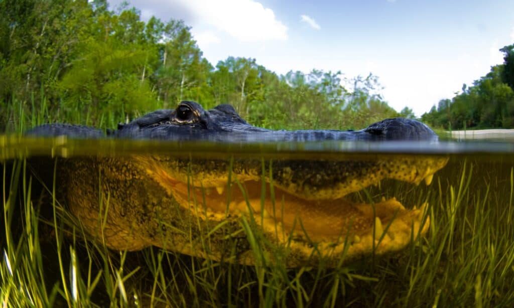 Alligatore che cammina nell'acqua