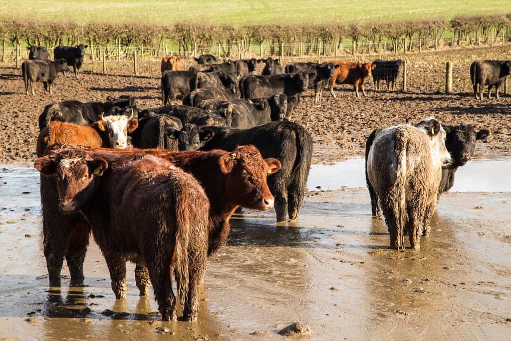 Una mandria di mucche in piedi in un campo allagato