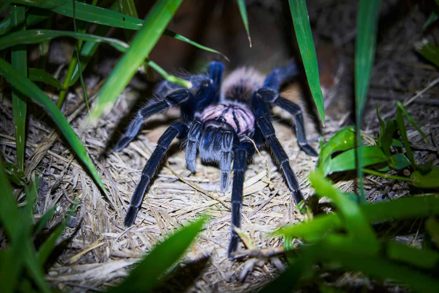 La tarantola nera minore colombiana, Xenesthis immanis, è un grande ragno uccello terrestre, con zampe e corpo pelosi e un bellissimo disegno. 