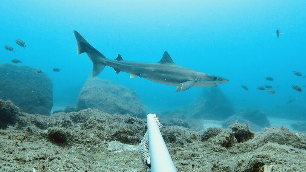 Immagine di uno squalo banco, noto anche come squalo pinna di zuppa, squalo tope o squalo dentice.