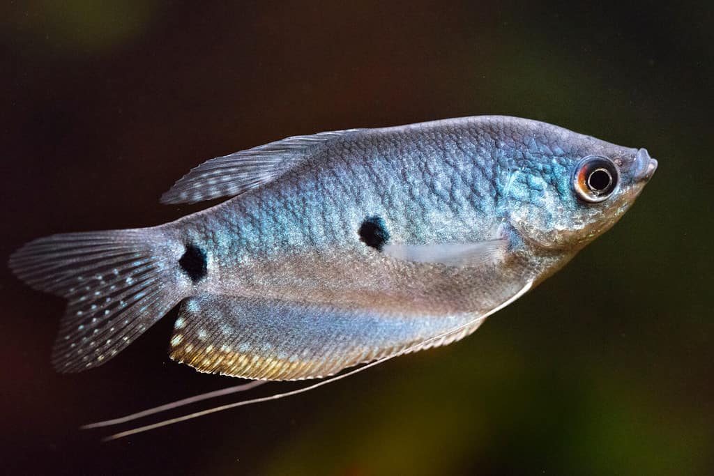 Gourami blu maschio (Trichopodus trichopterus) in un acquario, primo piano
