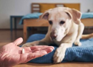 Un uomo tiene in mano una pillola per un cane malato. Il proprietario dell'animale domestico dà la medicina al suo vecchio labrador retriever.