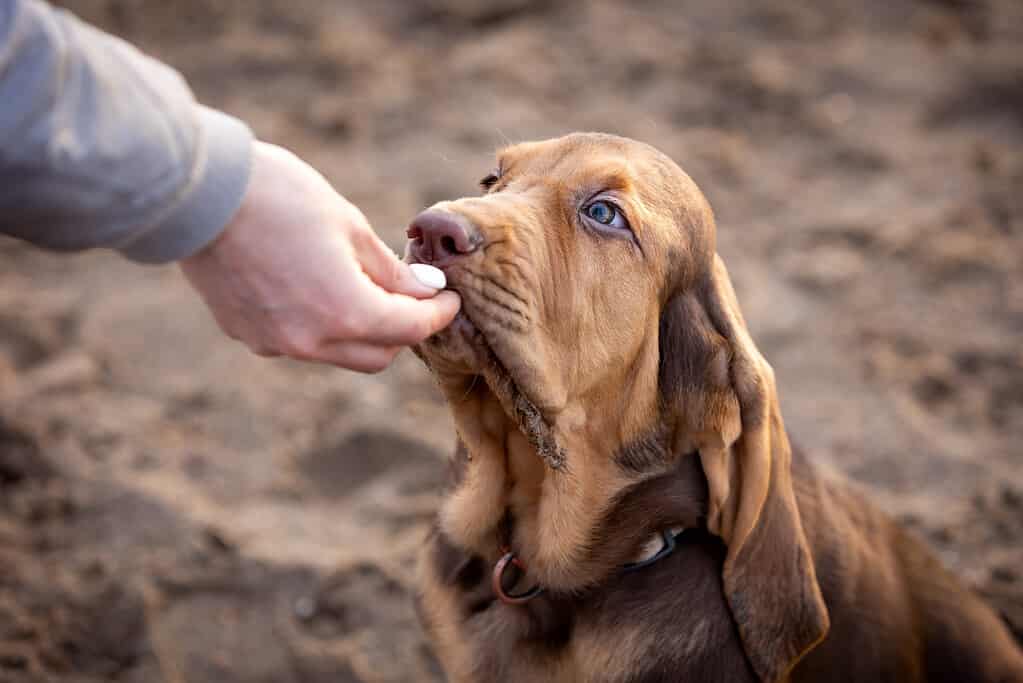 Ritratto di un simpatico cucciolo di segugio marrone che riceve un dolcetto da un umano