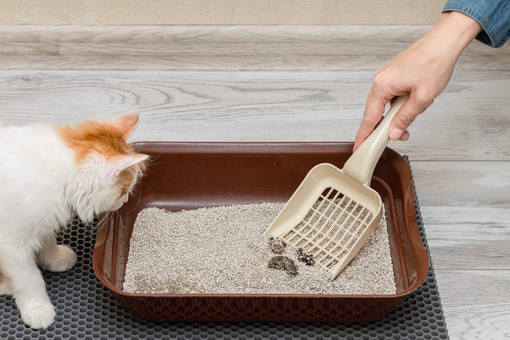 l'uomo pulisce la lettiera del gatto con una pala. pulizia della toilette per animali