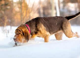 Cane da ricerca - il segugio segue una pista nella neve
