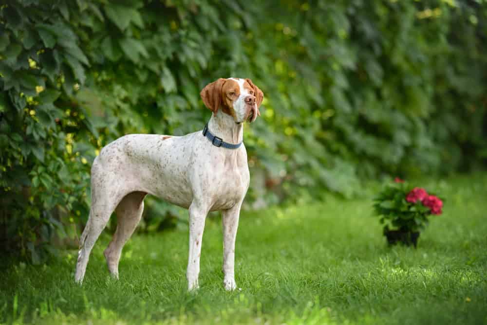 cane da caccia inglese in piedi all'aperto in estate