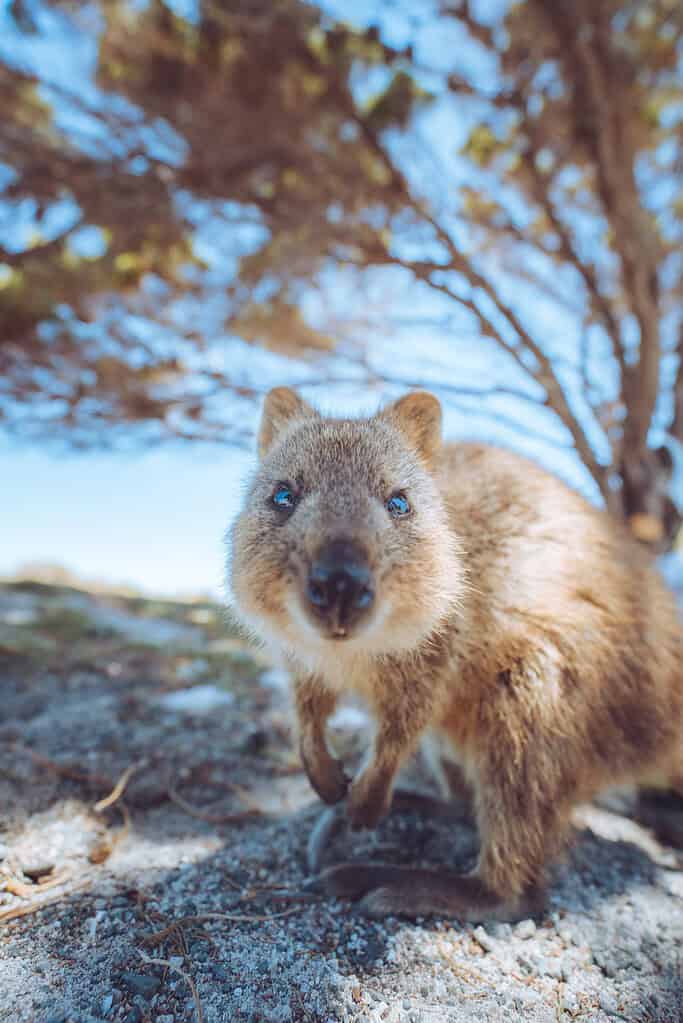 Incontro ravvicinato con un Quokka a Rottnest Island, a breve distanza in barca da Perth, nell'Australia Occidentale. Il Quokka è un marsupiale allegro e sorridente, nativo di Rottnest Island, famoso per i suoi selfie.