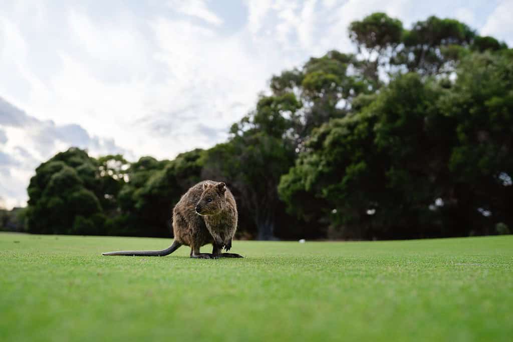 Il Quokka di Rottnest esplora il campo da golf verdeggiante di Rottnest Island, Perth, Australia Occidentale.